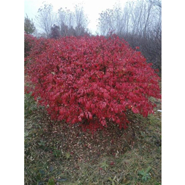 北美冬青培育指南 寿光苗木选购与种植全攻略