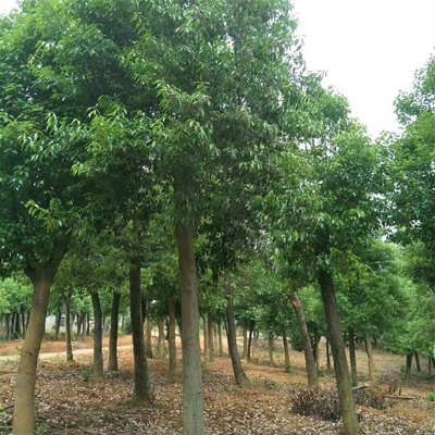 优质大规格红果冬青袋苗供应 1-10年精品苗木培育指南