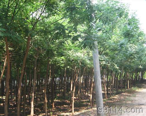 定州 苗圃沃土育新绿，苗木产业谱华章