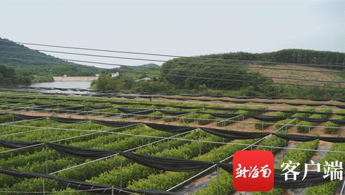 苗准新商机 种下二次创业梦 海垦龙江农场公司转变思路描绘苗木产业新版图