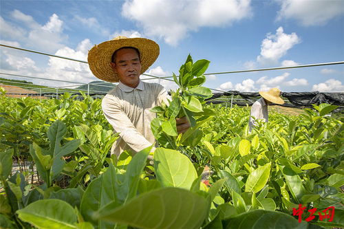 海南白沙 农场积极培育种苗产业，助力苗木振兴