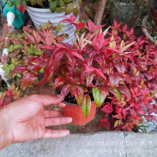 培育树苗厂家,品牌,图片,热帖