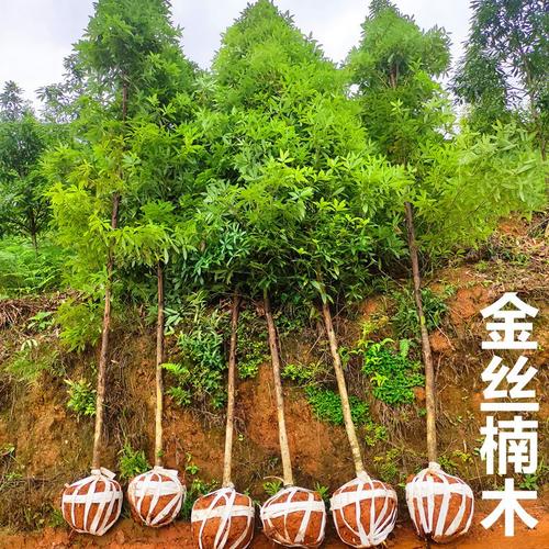 基地直销金丝楠木绿化树苗经济造林苗木小叶桢楠丁丁楠苗四季种植